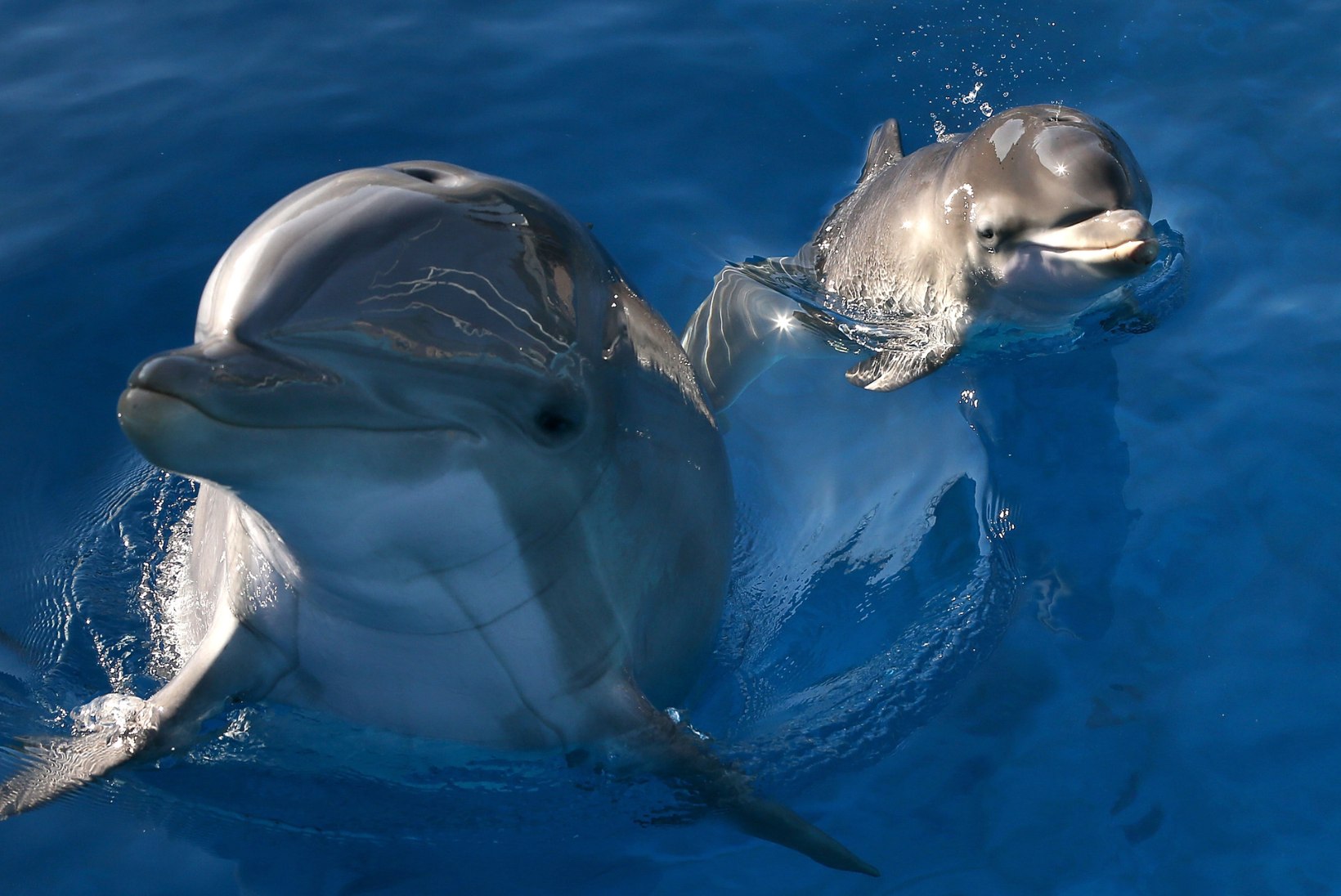 VAHVA VIDEO | Soome vetes hullasid delfiinid