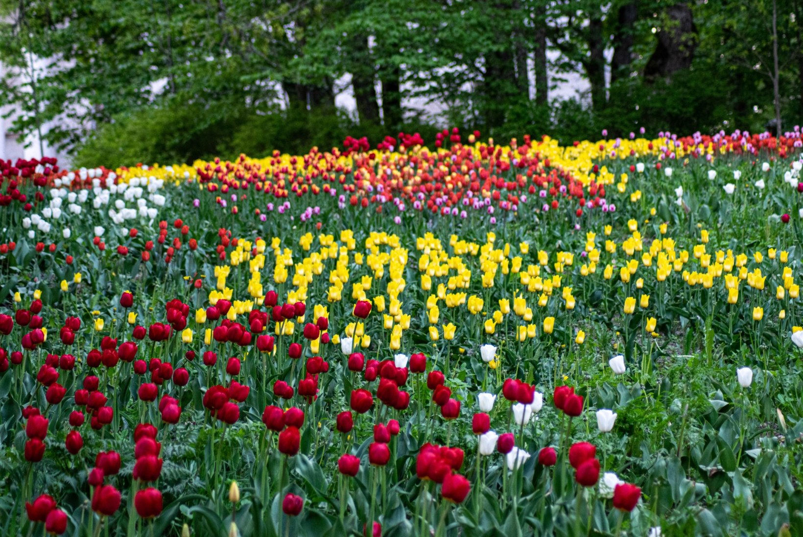 GALERII | Lummav lillemeri Kirnas: 200 000 tulpi avasid õied
