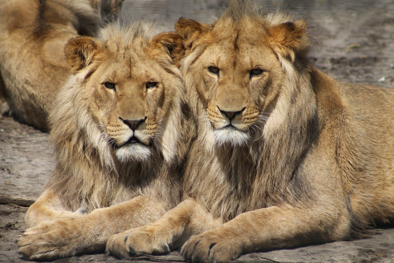 JULM RÜNNAK: lõvid puresid võikalt Austraalia loomaaiatöötajat