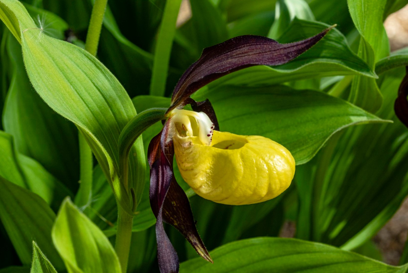 Orhideed aeda! Loe, kuidas kuldkingi kodustes tingimustes kasvatada