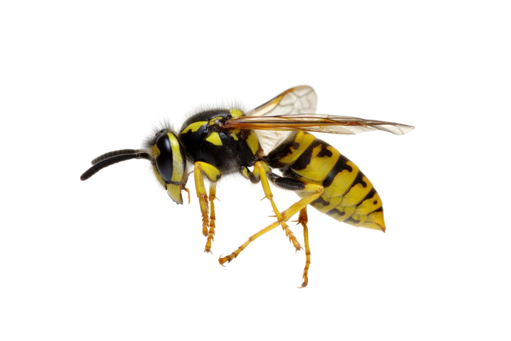 RAHUTUD VAENLASED? Mida teha, kui kodu ümbruses on herilase- või mesilasepesa?