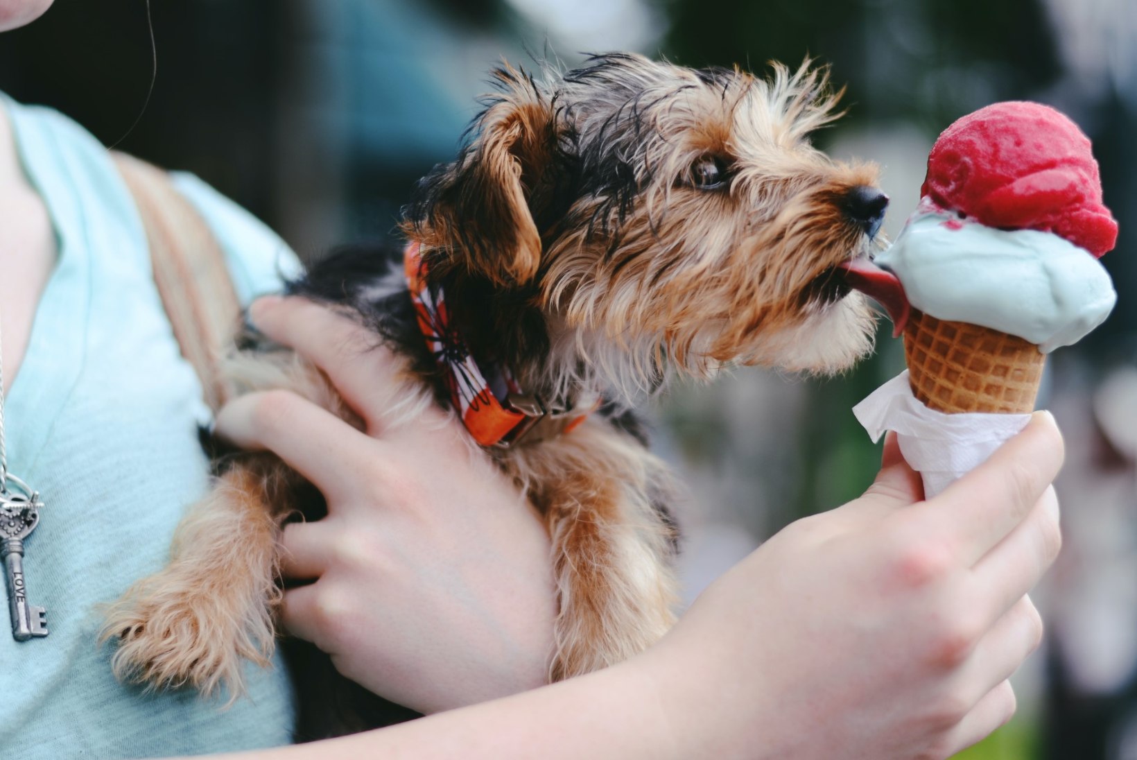Loomaarst selgitab: kas koerale võib jahutamiseks jäätist anda?