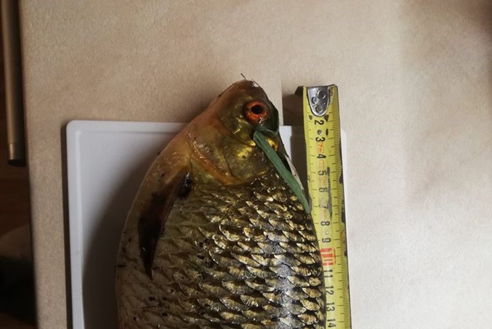 Aasta rekordkala konkurss | Kuu kala on 1,5 kilo kaaluv kuldkoger 