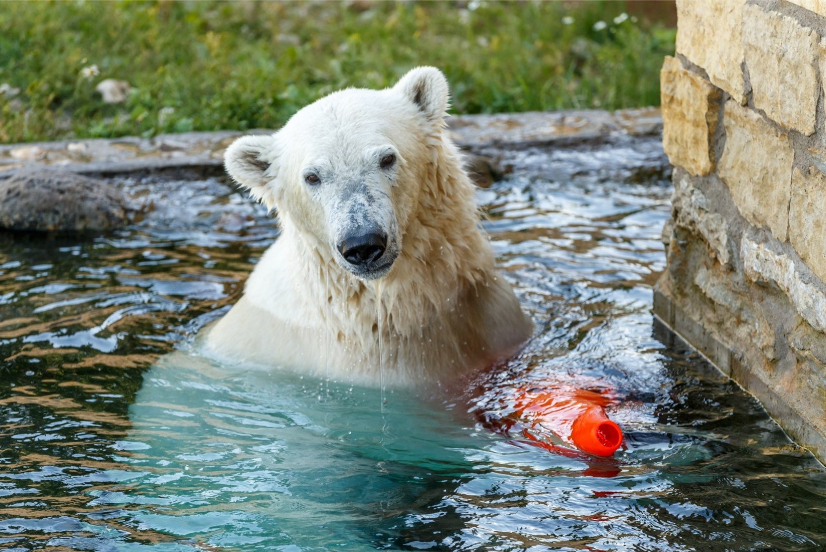 ÕL VIDEO | PONKS POISS: 300kilone jääkaru Aron valmistub sõitma Prantsusmaale pruudi juurde