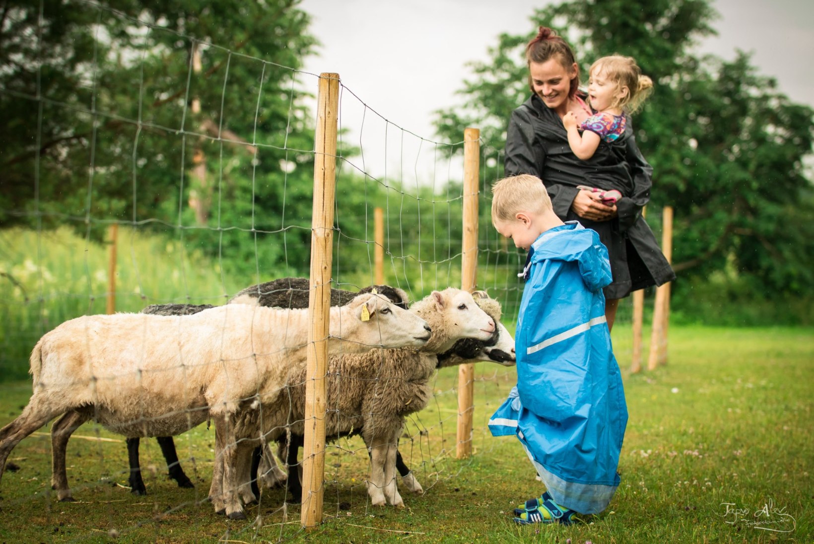 PEREGA REISILE | Seikluslik päev Pärnumaal põnevaid talusid külastades