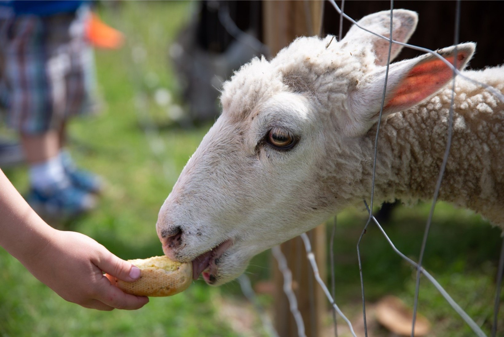 ÕL VIDEO JA GALERII | Avatud talude päev: unistuste lambad on need, kes villa ise maha ajavad 