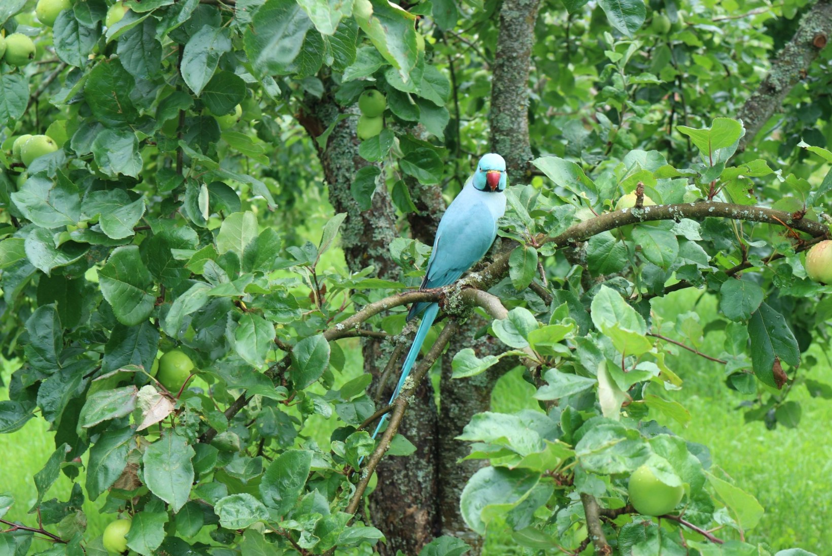 KELLE OMA? Pärnumaa metsikus looduses elab erksinine papagoi