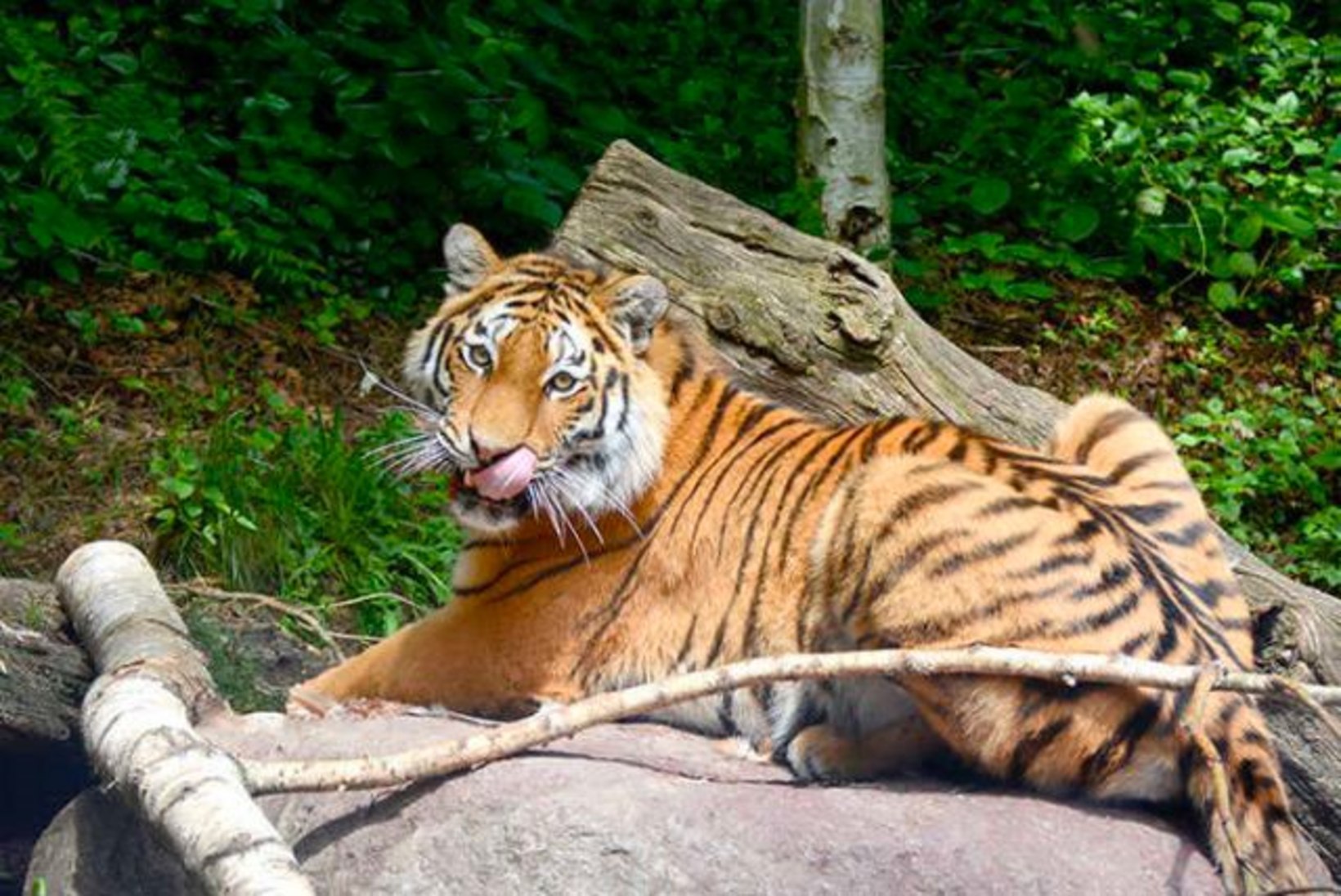 VIDEO | Tallinna loomaaia amuuri tiiger Pootsman sai taas kolme kutsika isaks