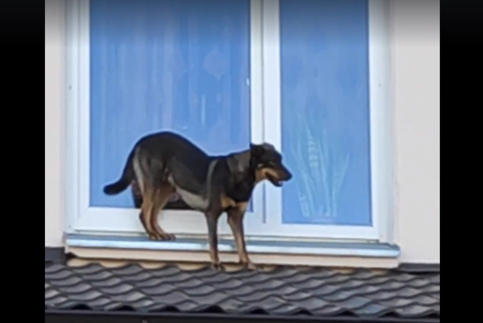 VIDEO | Koer käis katuseid mööda