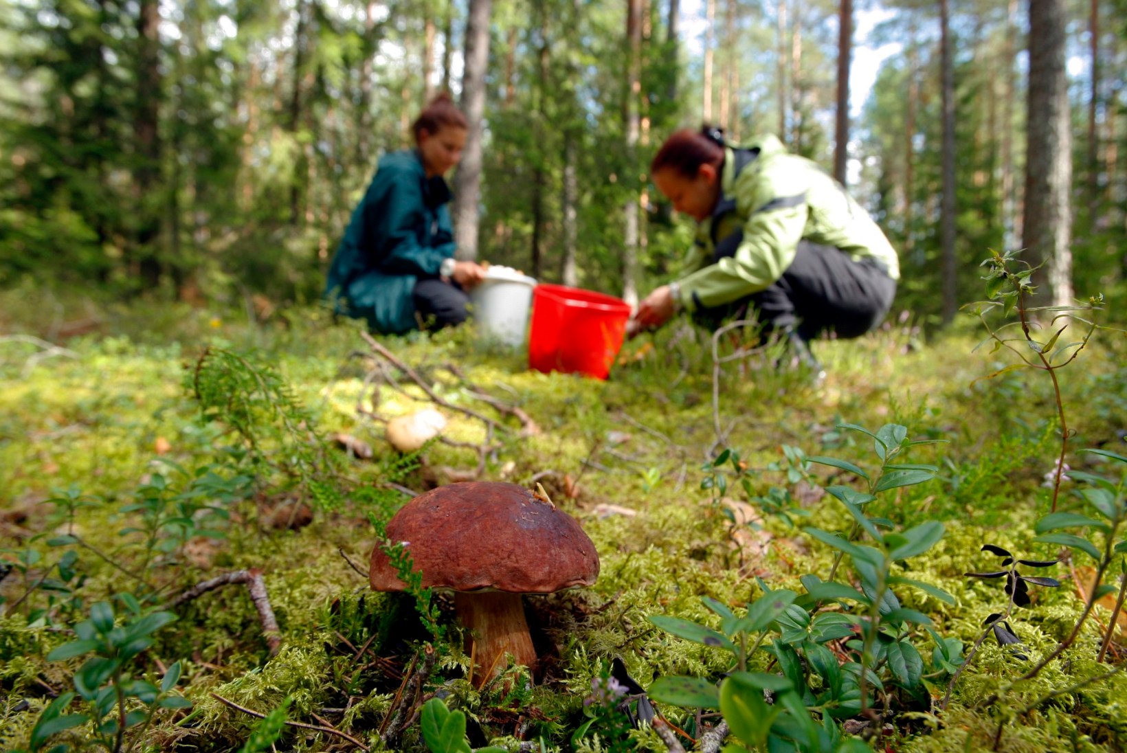 SÕIDA SEENELE! Kus asuvad Eesti parimad seene- ja marjametsad?