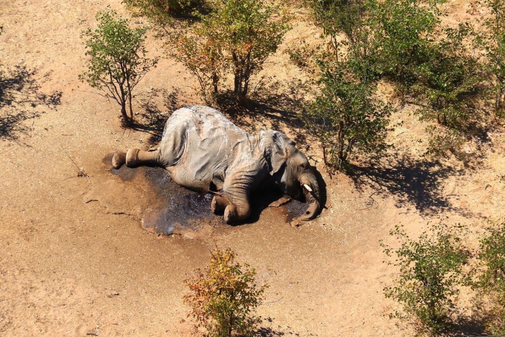 Salapärane elevantide surmatõbi kinnitab kanda ka Zimbabwes