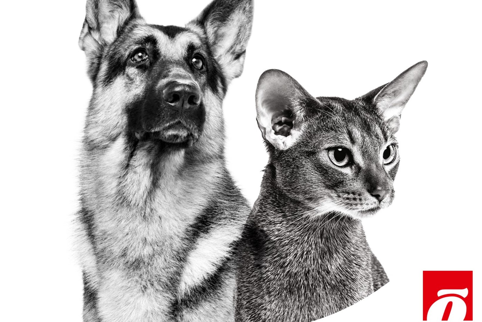 „LOOMAARST TASKUS“ | Koerad-kassid üksi kodus: kuidas tunda ära looma üksindusahistust?