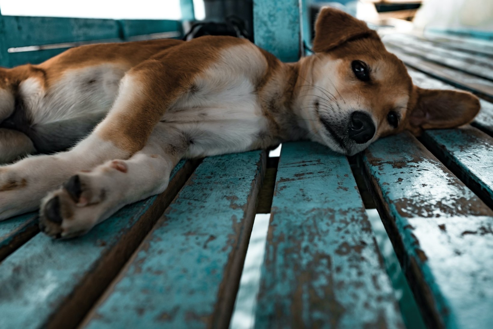 HUVITAVAD PÕHJUSED: miks koer aeg-ajalt kannatanut teeskleb ja kust see komme tuleb?