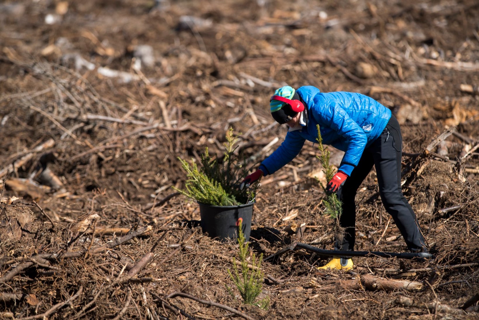 VAHVA REKORD: mullu istutati Eesti metsadesse uusi taimi rohkem kui kunagi varem