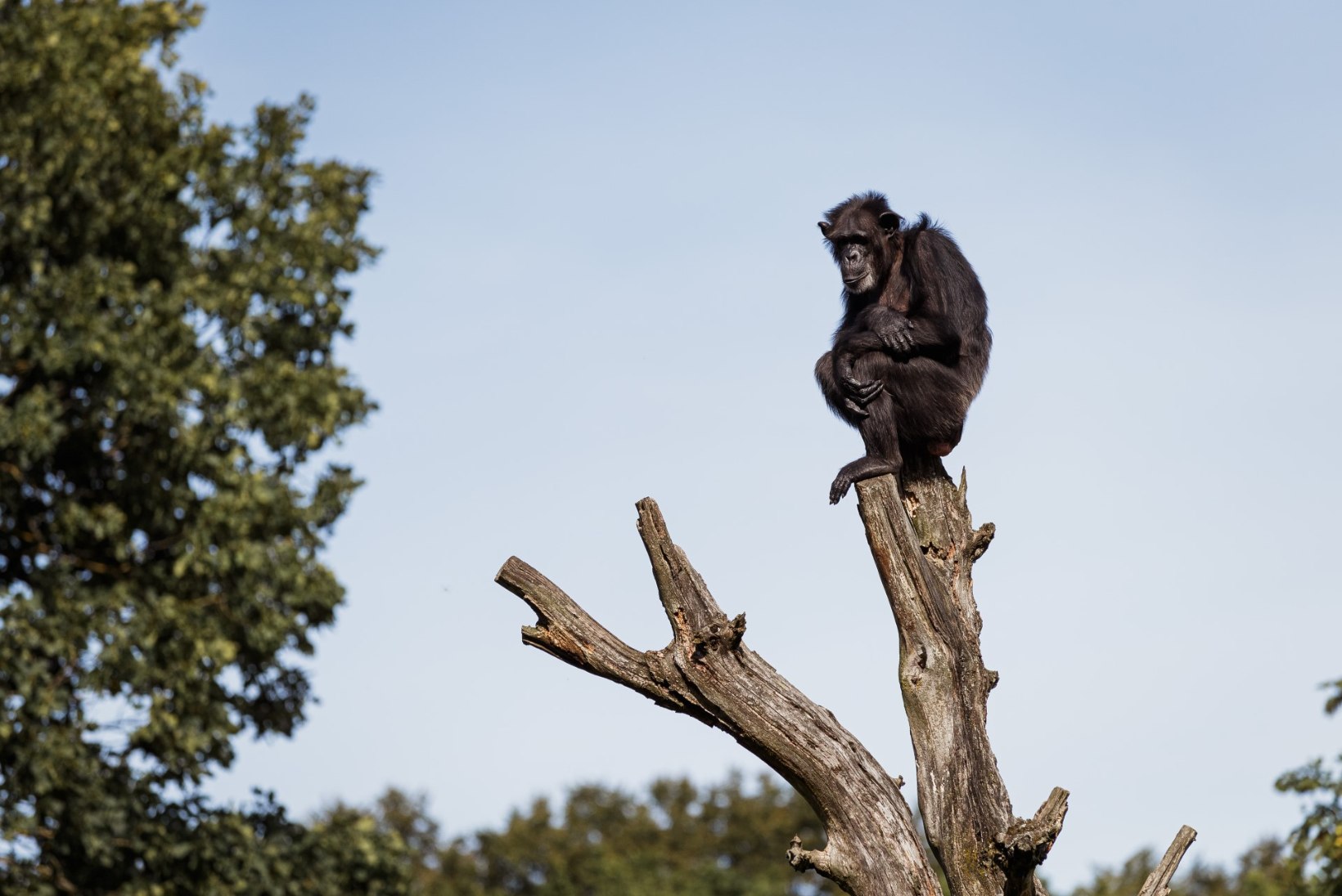 Šimpans Betty vaevleb stressi käes: söögiisu on langenud ja käitumine on rahutu 
