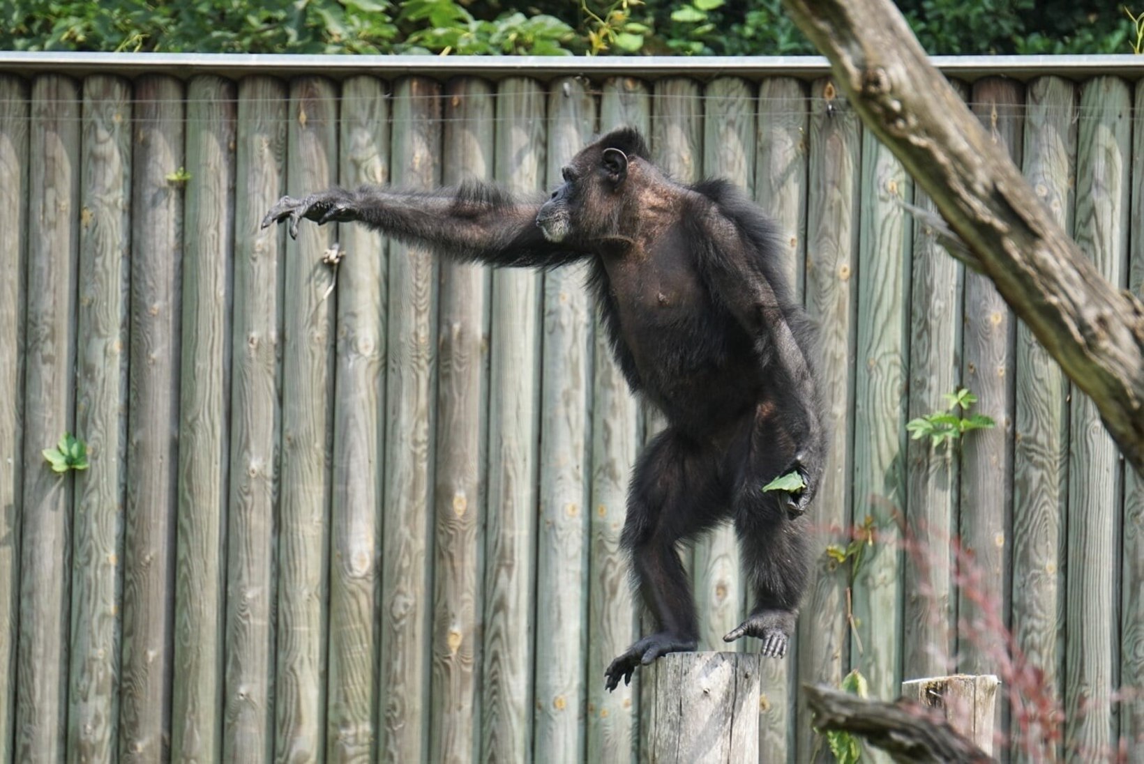 Tallinna loomaaia šimpansid said juba teise doosi koroonavaktsiini