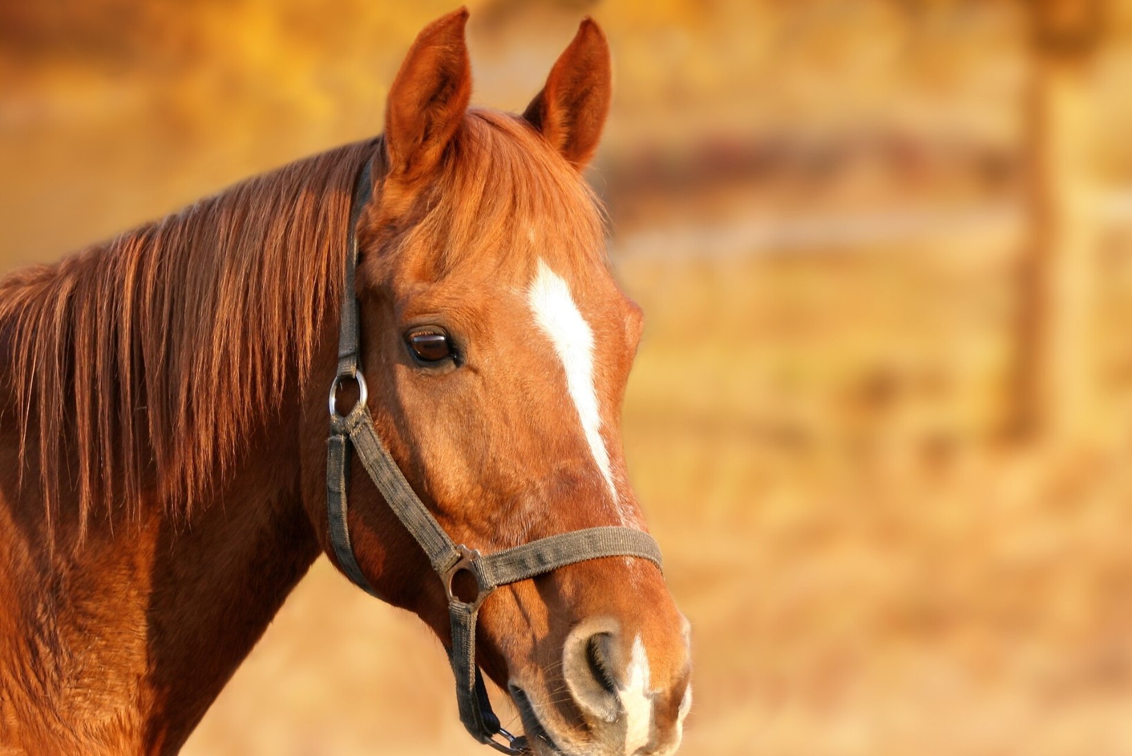Pärnumaal võõrandati omanikult kuus hobust