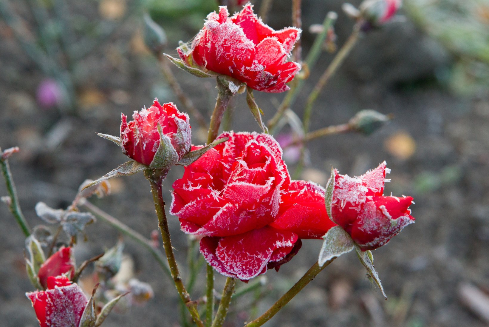 ÖÖKÜLMAD KIMBUTAVAD: roosid talvekorda!
