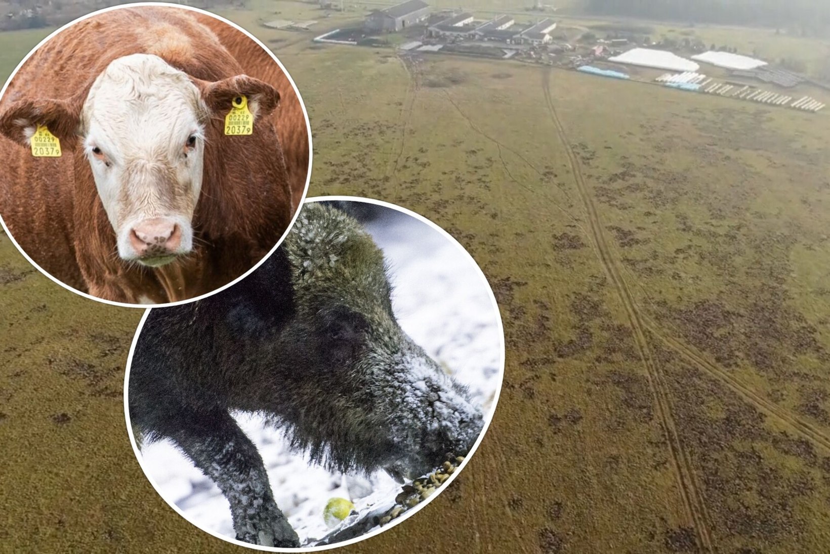 VIDEO | PÕLD KUI SÕJATANNER: Vormsi veisekasvatajad peavad karjamaal visa võitlust näljaste metssigadega