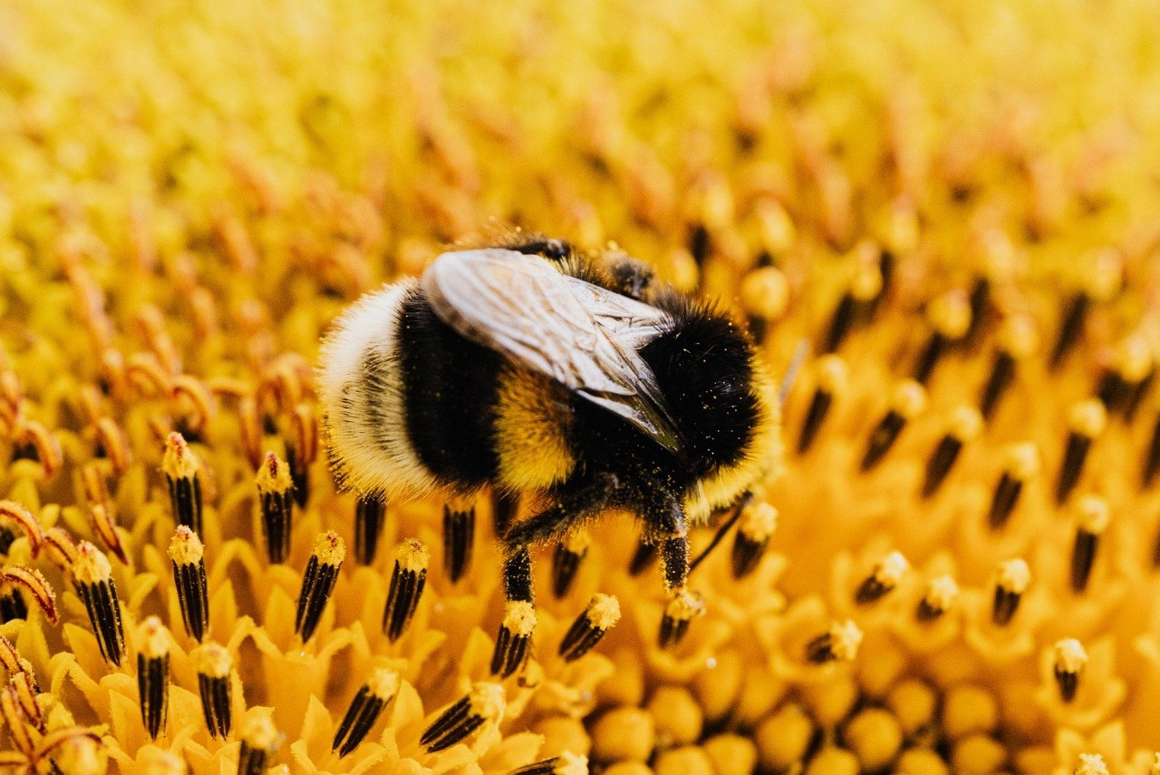 Mesilased oskavad hädakisa tõsta