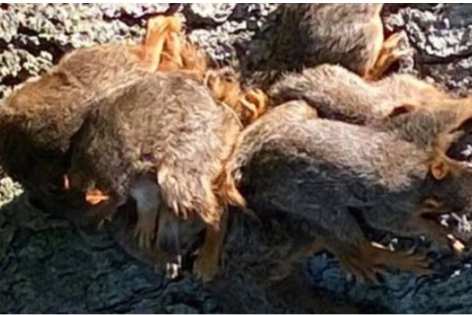 Politsei kutsuti oravapoegade sabu lahti harutama