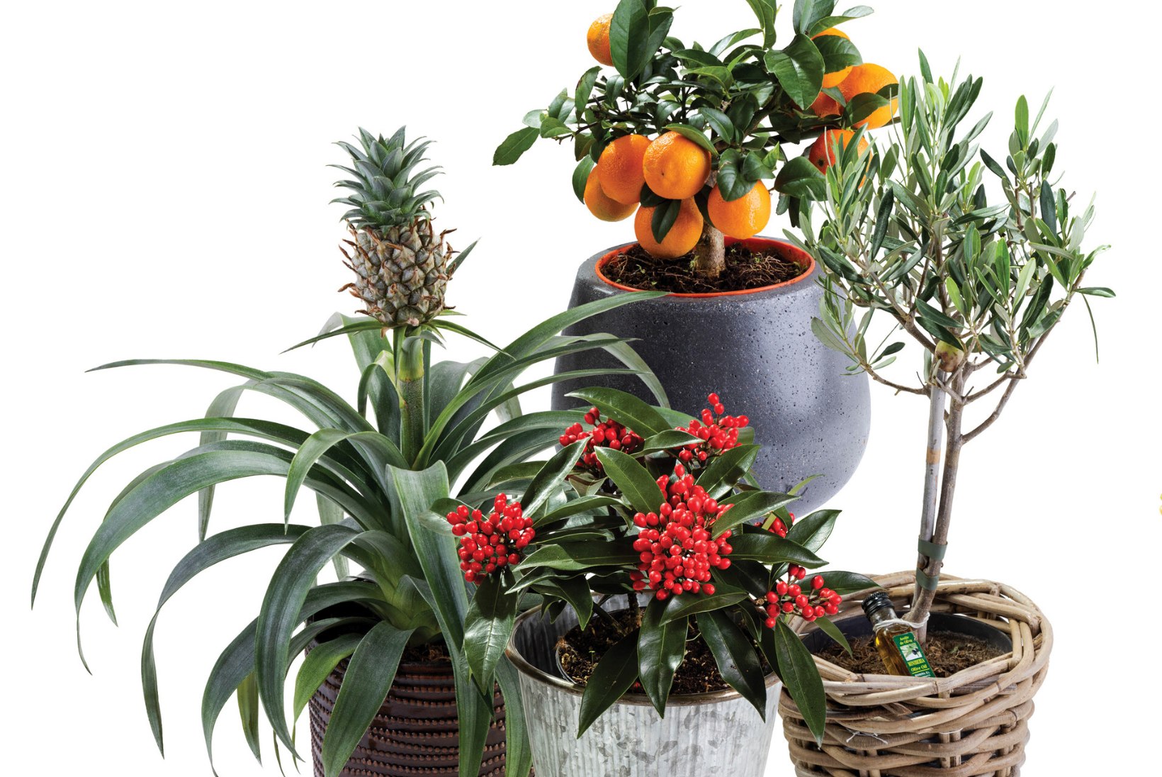 Talvine tubane silmailu: uuri põnevate viljade ja erilise kasvukujuga taimi