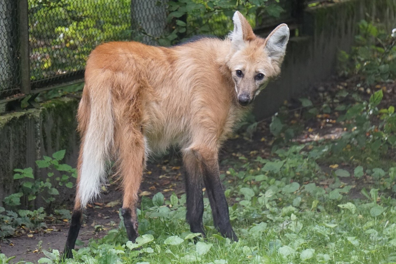 Tallinna loomaaias suri lakkhunt emakavähki