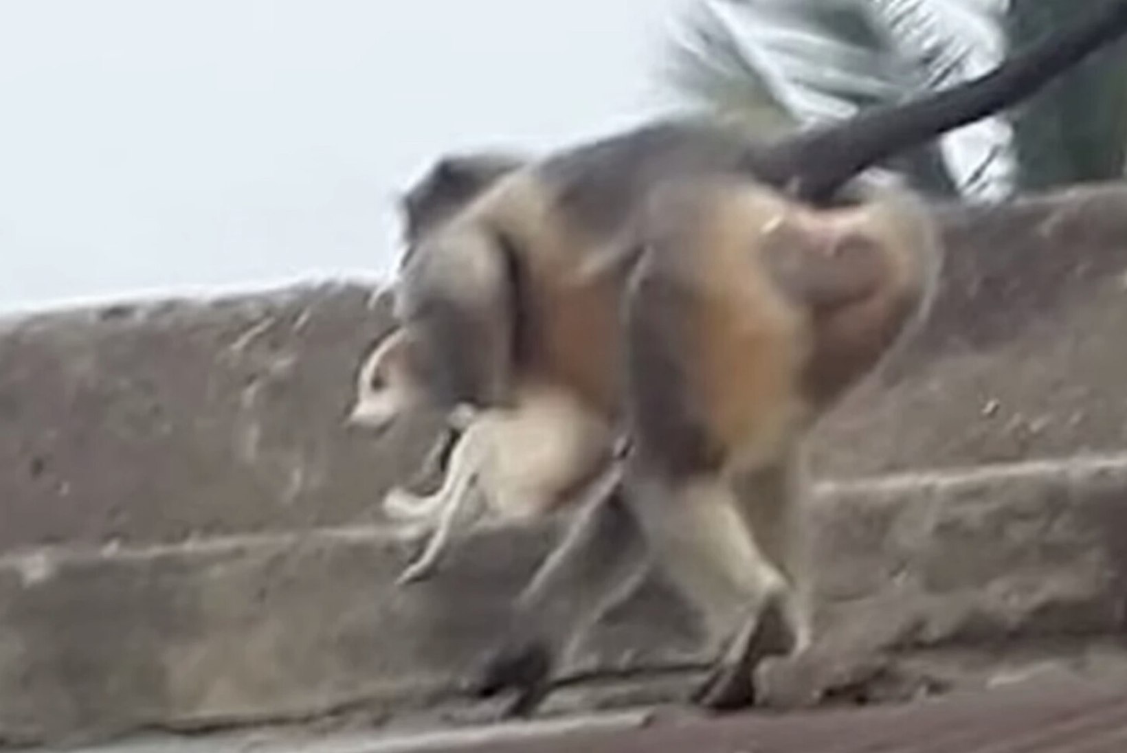 Tragöödia Indias: hullunud ahvid tapsid kättemaksuks 250 koera