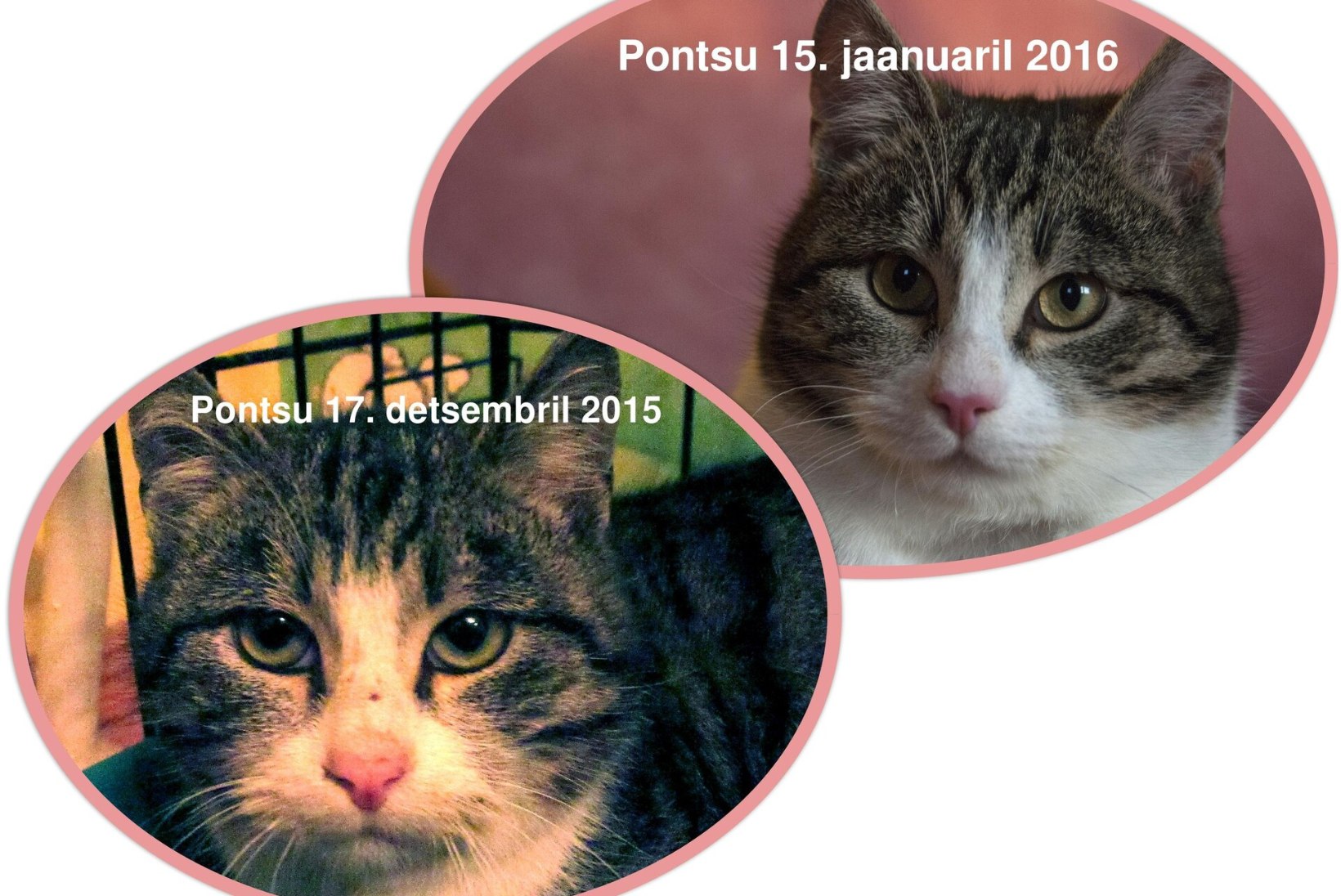 Fideelia-Signe Roots | Kas teie teate oma kassi täpset sünnikuupäeva?