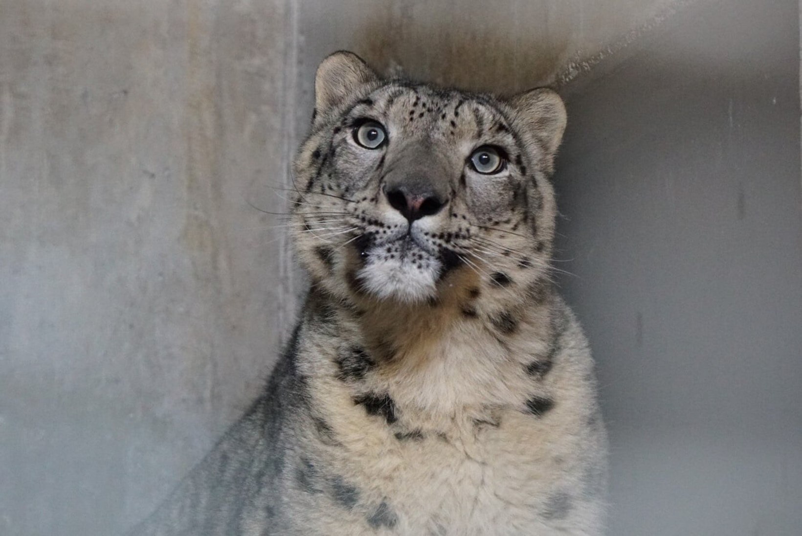 FOTOD | Tallinna loomaaia uus asukas: lumeleopard Somu