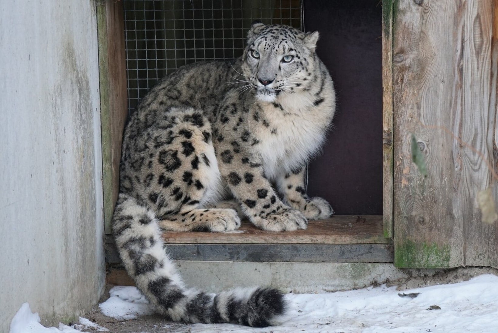 FOTOD | Tallinna loomaaia uus asukas: lumeleopard Somu
