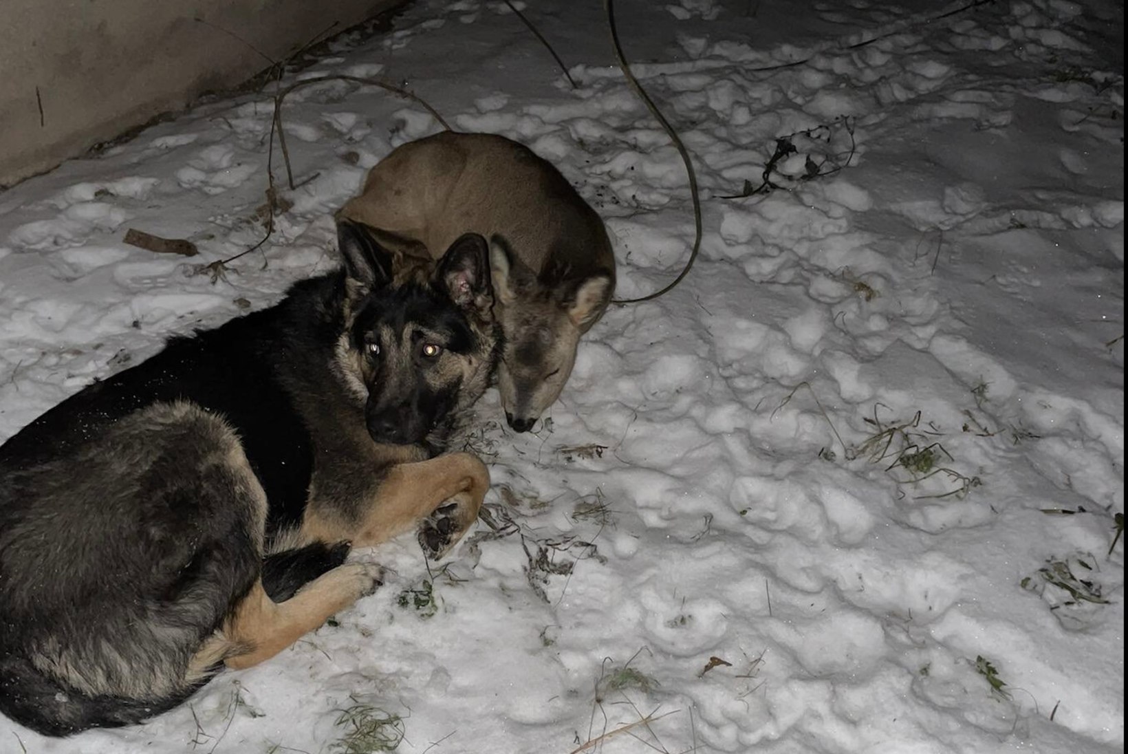 KURB LÕPP: külmal talveööl hulkuva koera kaisus maganud metskits suri