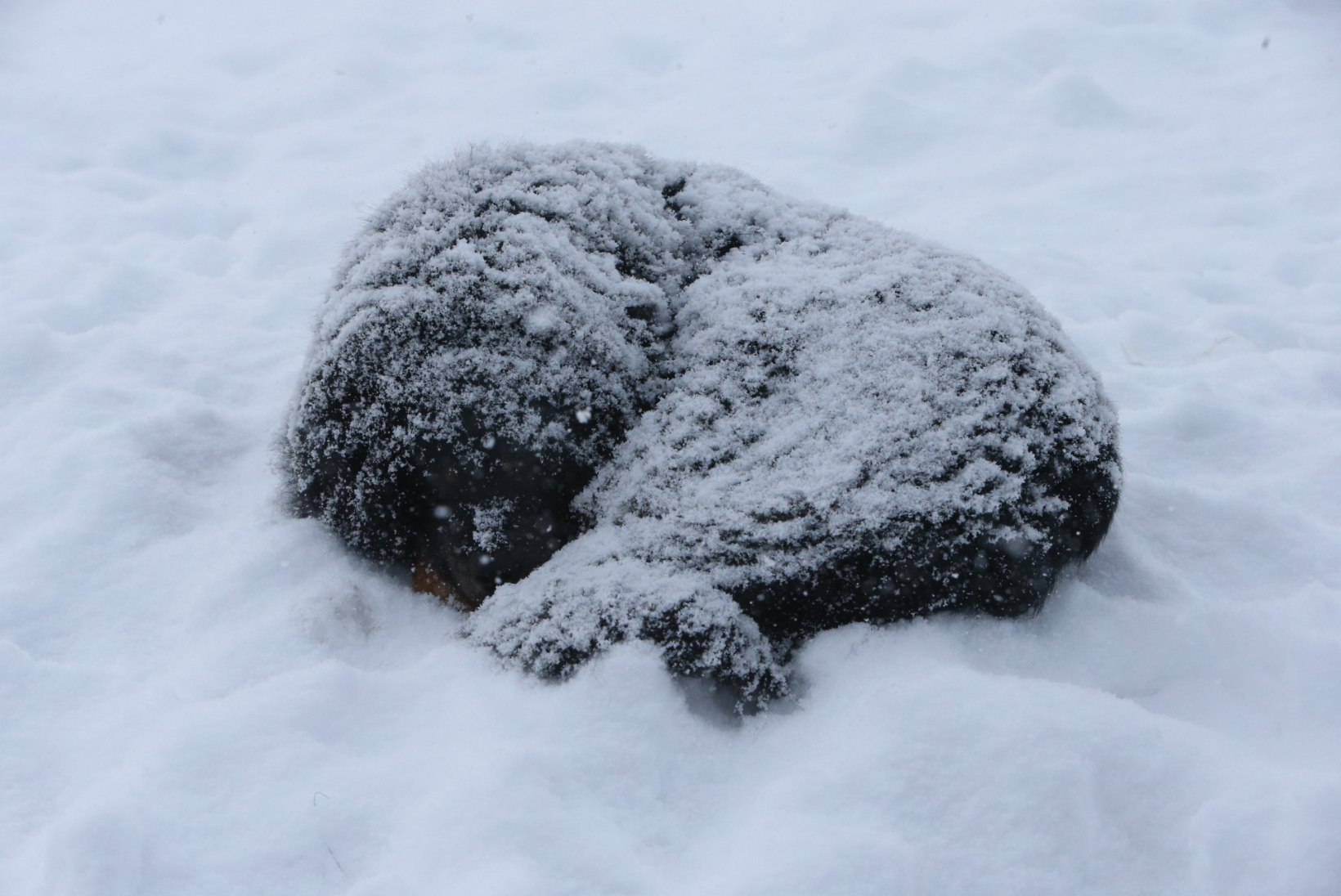 GALERII | Paks lumi ei sega ometi lõunauinakut