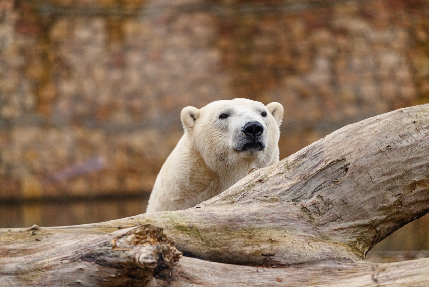 VIDEO | Jääkaru Raspi leidis üles Friida peidetud kondi