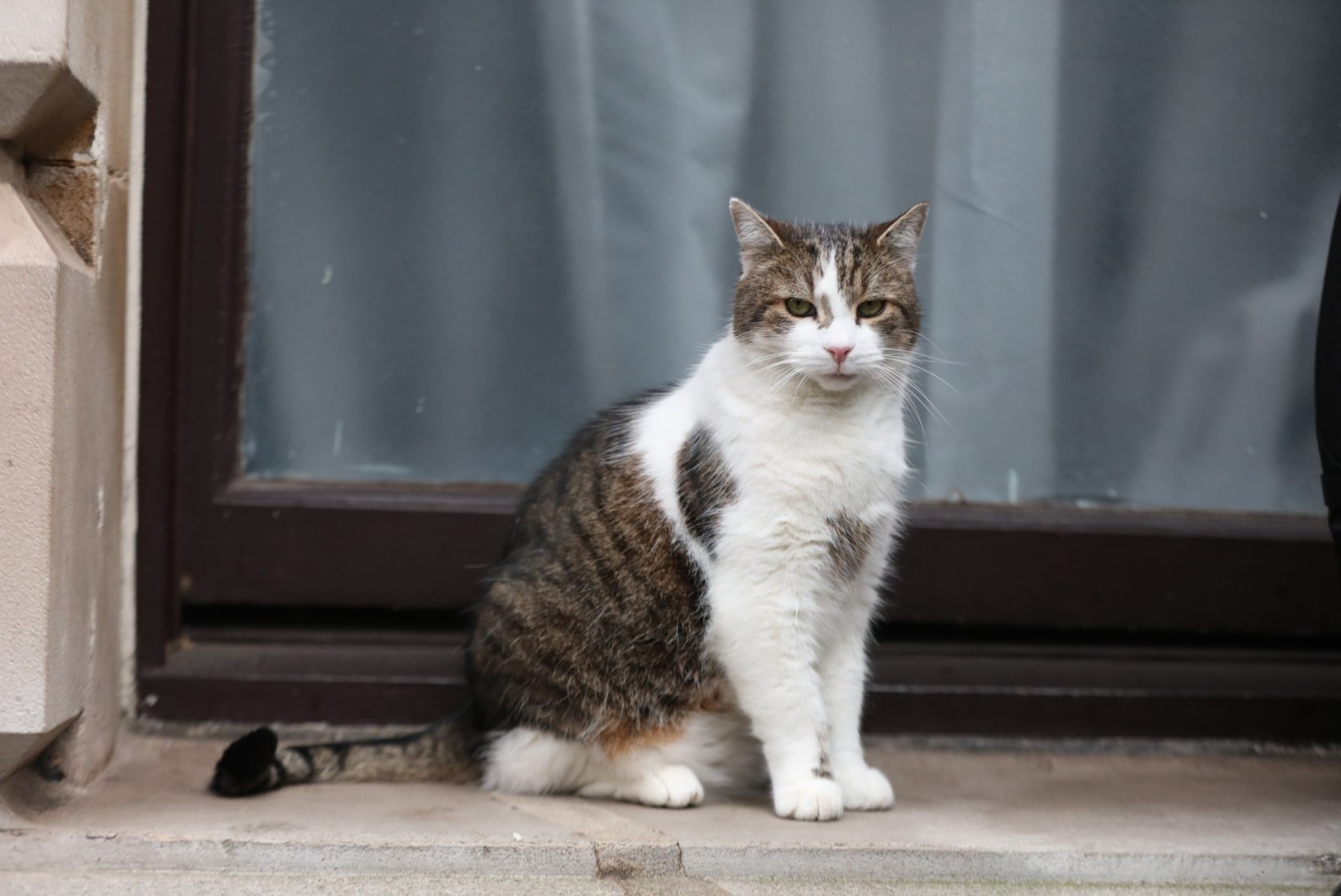 FOTOD | SUUR POLIITJUUBEL! Suurbritannia tähtsaim kass tähistab kümnendat tööaastat