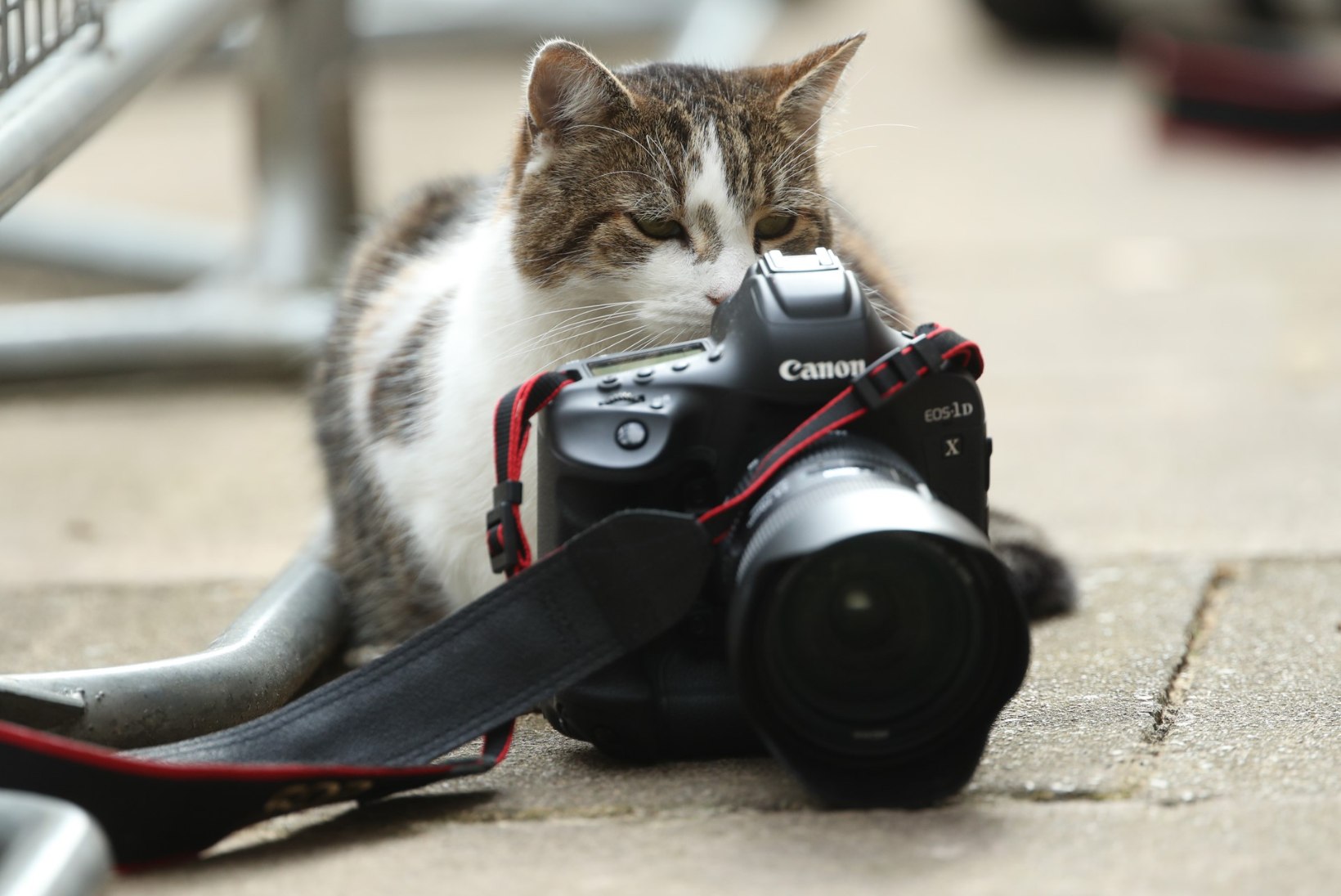 FOTOD | SUUR POLIITJUUBEL! Suurbritannia tähtsaim kass tähistab kümnendat tööaastat