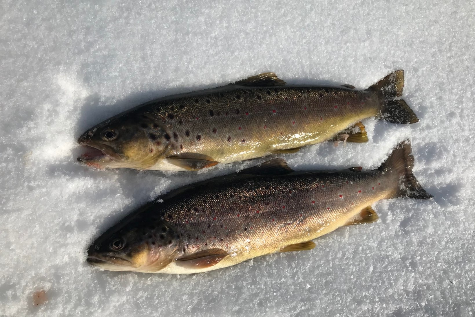 Talviste jõeforellide jahil: kust kala otsida ja millega püüda?