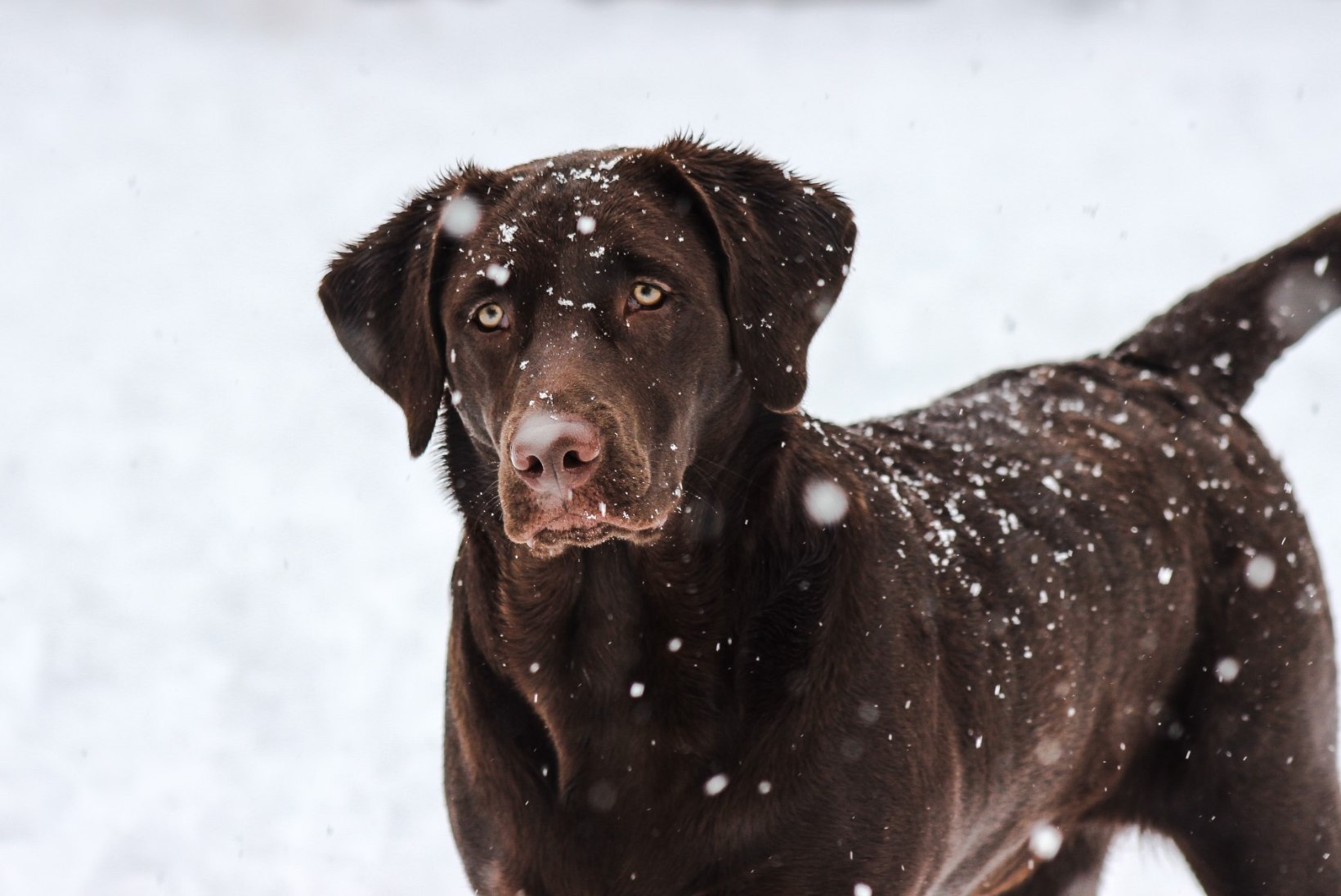 Kevad veel ei paista: kuidas turgutada pikal talveperioodil oma lemmiklooma tervist?