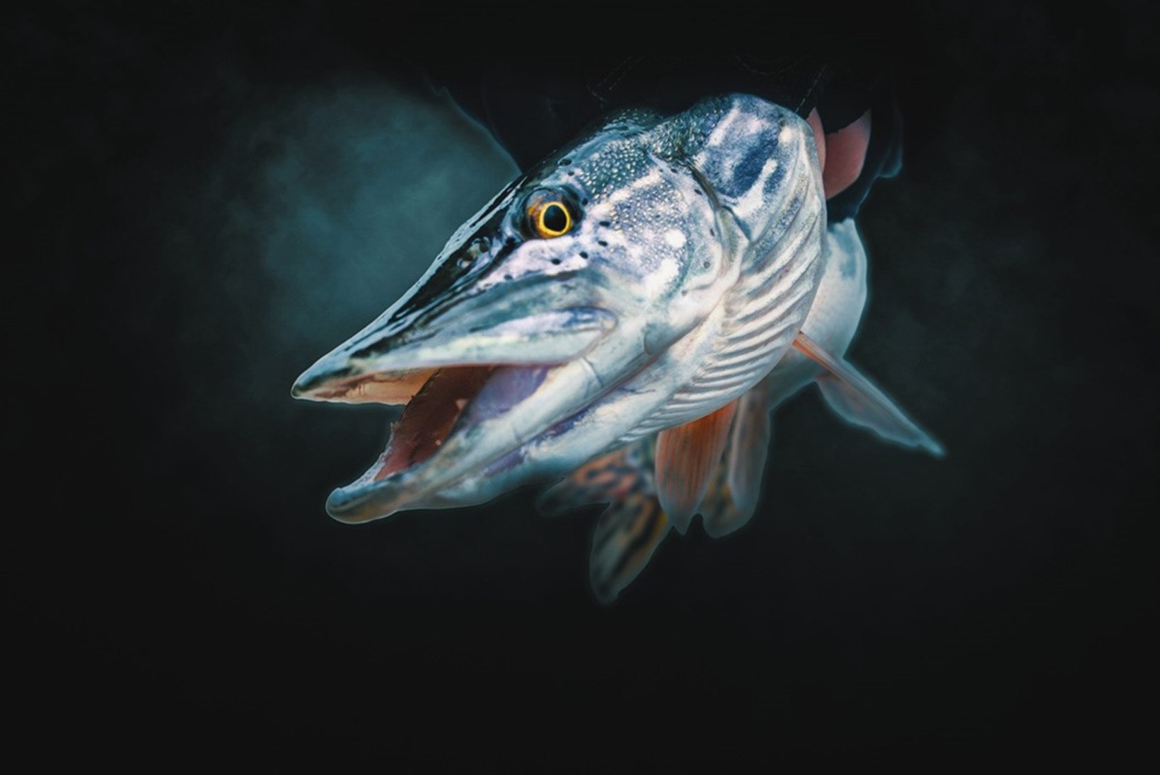 Haug – igati väärikas aasta kala