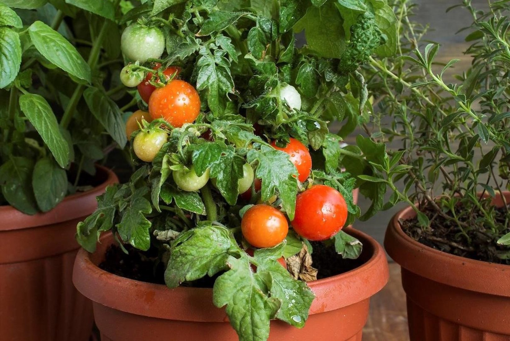 Müüt või tõde: tomat annab saaki üksnes kasvuhoones?