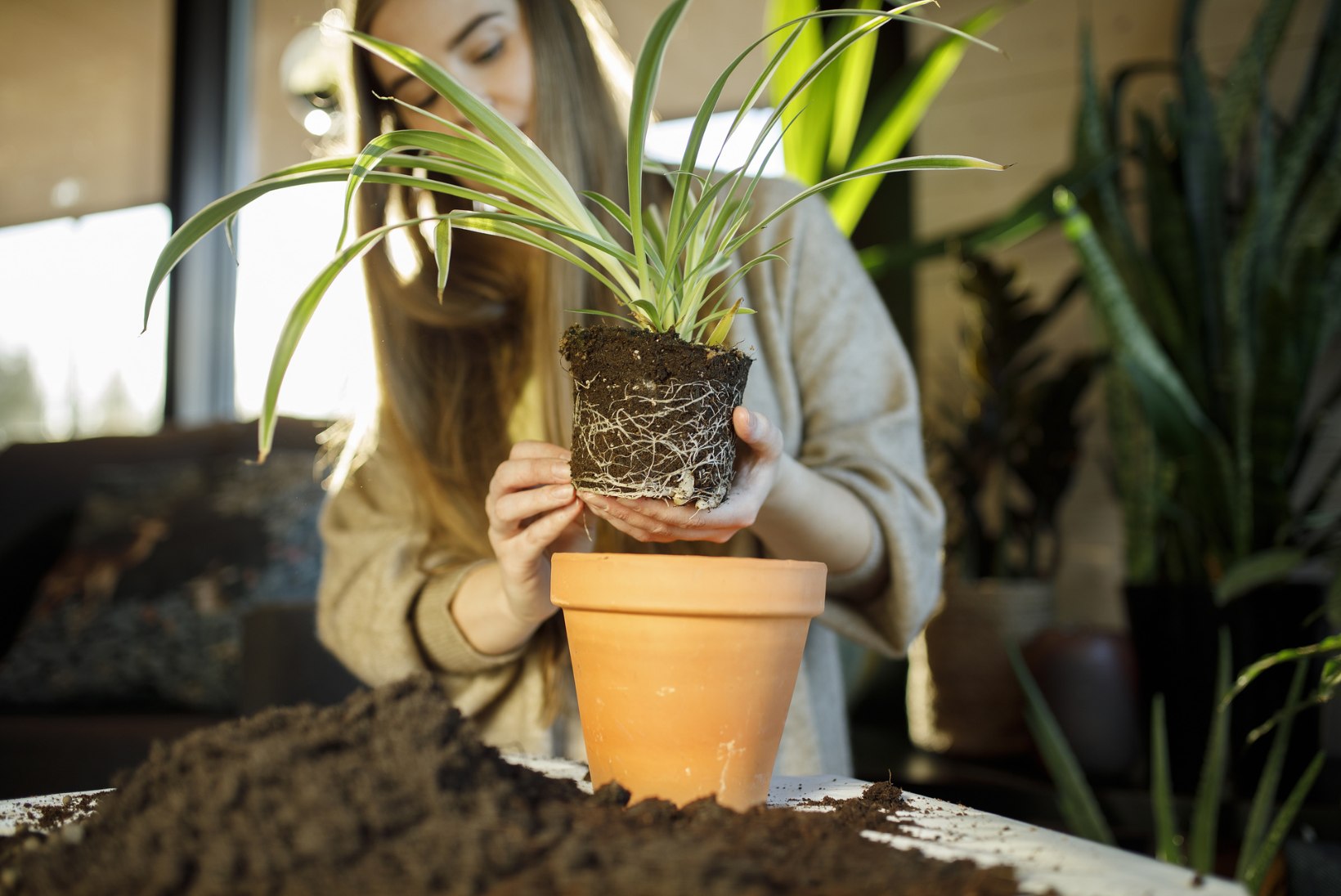 Toalilled vajavad poputamist: vaata, kas sinu taime on vaja ümber istutada ja kuidas seda teha