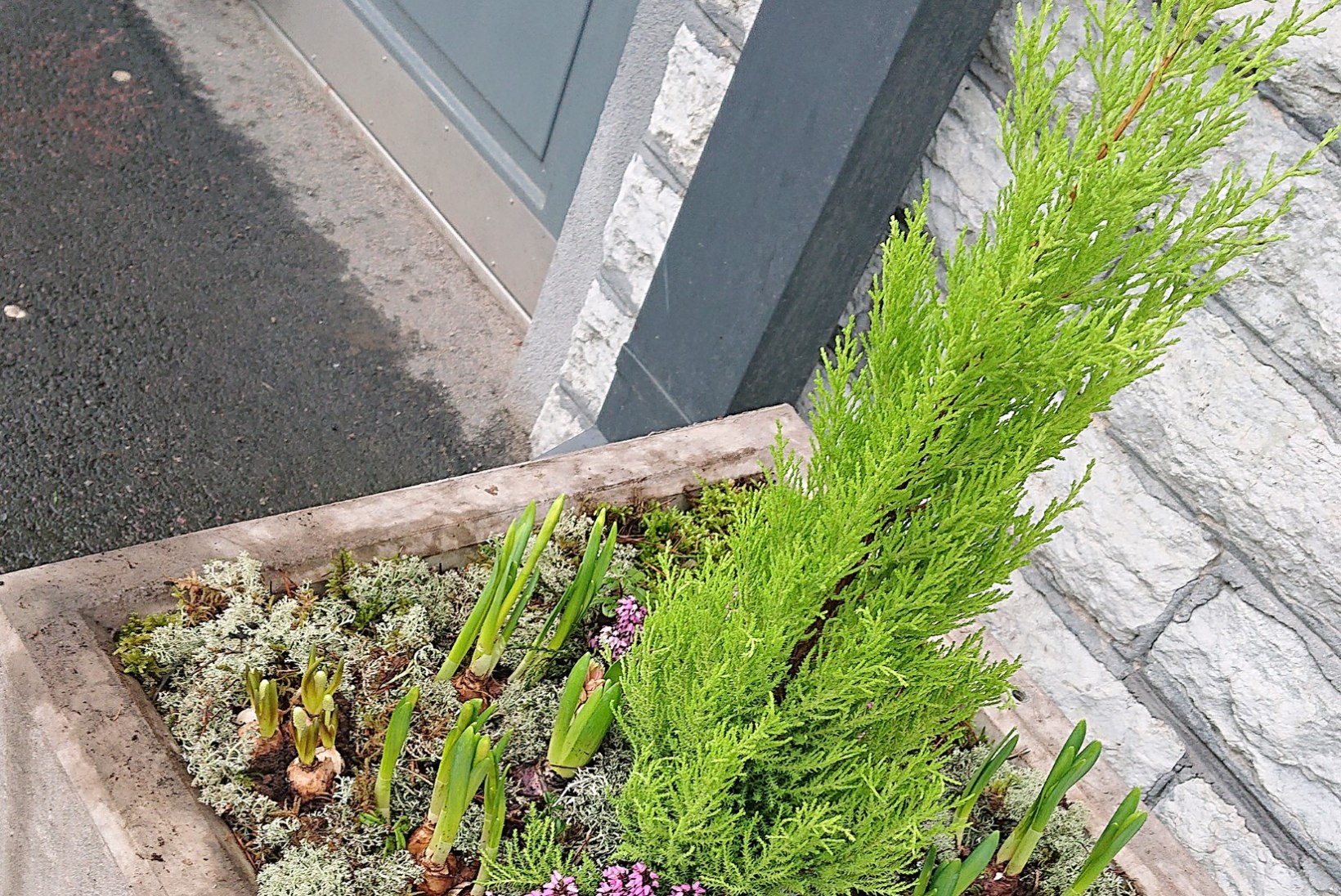 INPIRATSIOONIKS | Terrass ja rõdu õitsema! Just need taimed sobivad varakevadel istutamiseks