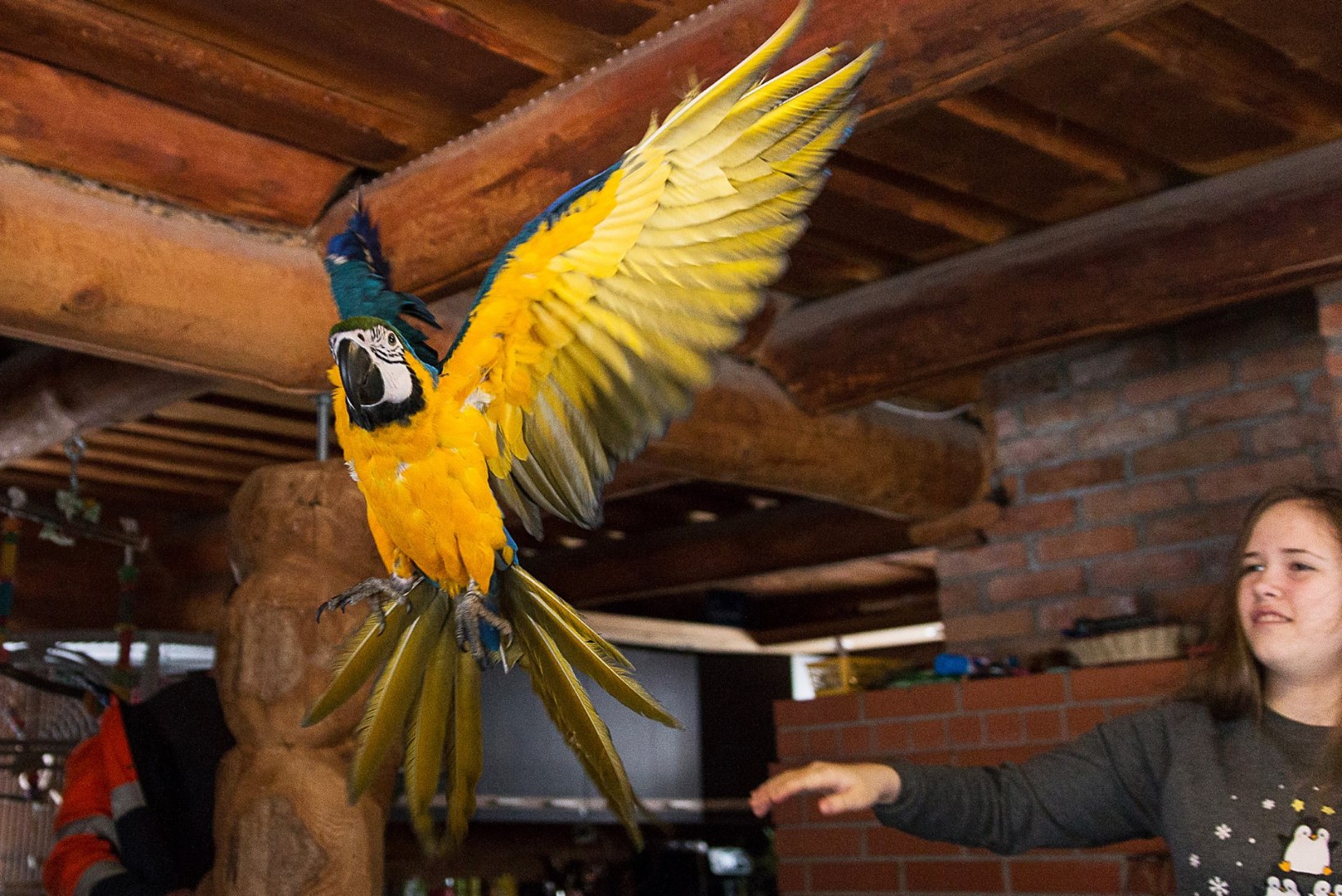PERELUGU | Koivuoja perekond – kümme aastat ääremaal, sada erivärvilist muna ja papagoiteater