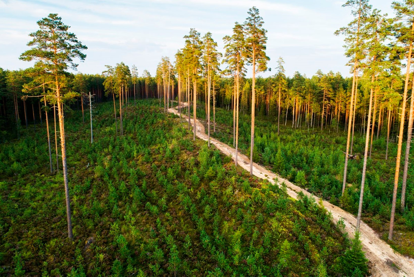 Kas Eestis on metsa liiga vähe, palju või piisavalt?