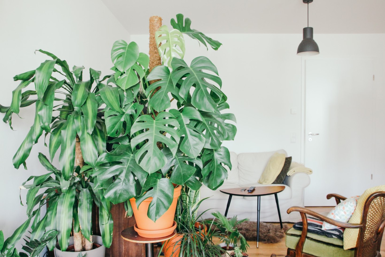 Hiiglase mõõtu toalilled kodus: mida suured taimed eluks vajavad?