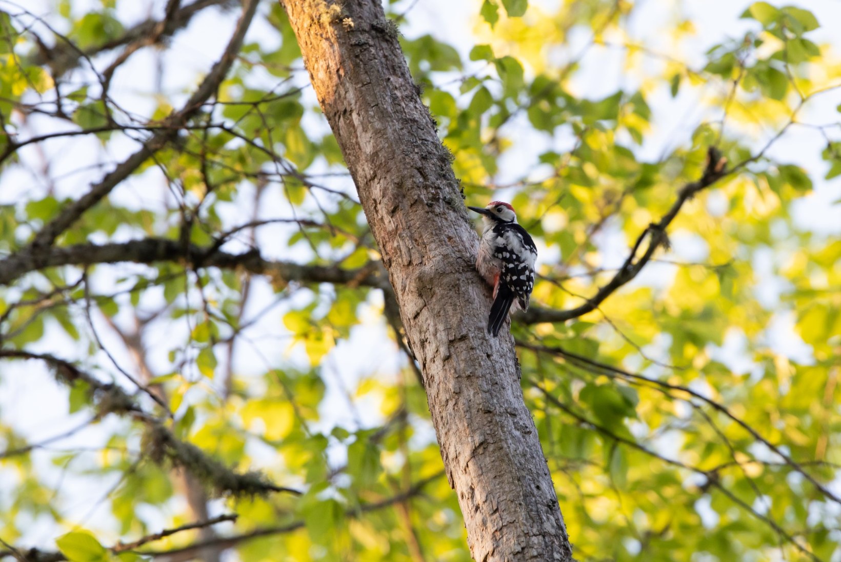 Foto | Linnud, kes elavad puuõõntes
