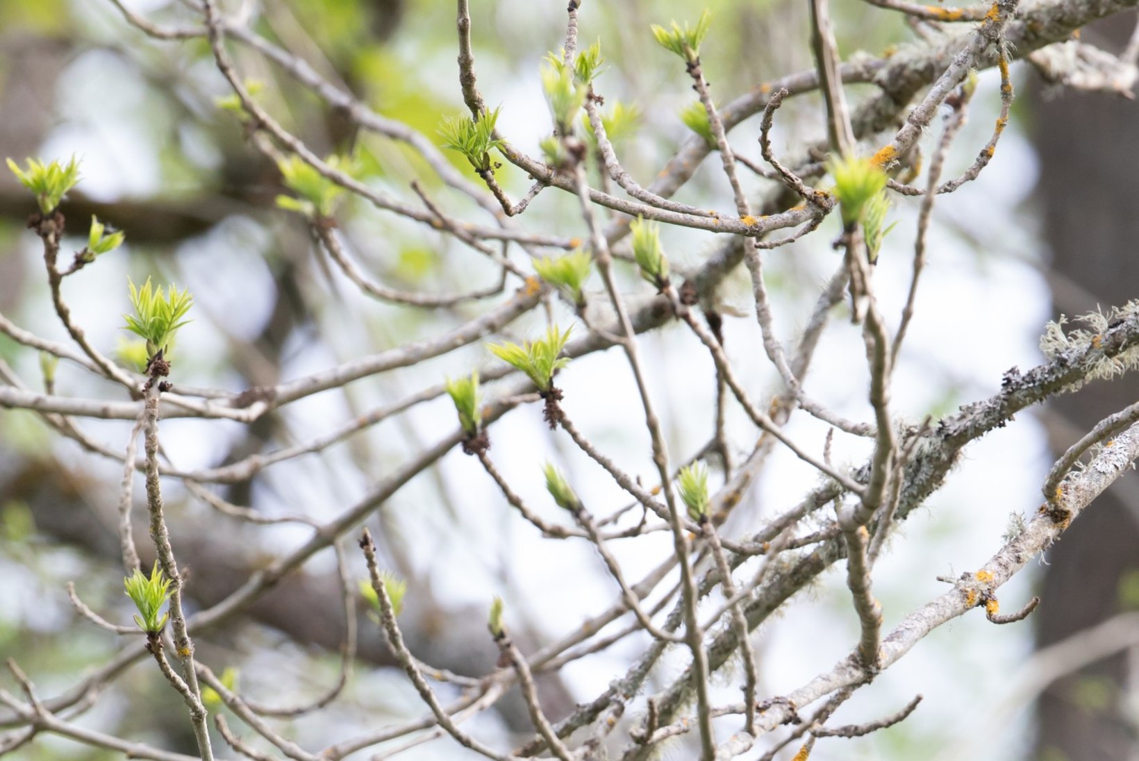 Foto | Linnud, kes elavad puuõõntes