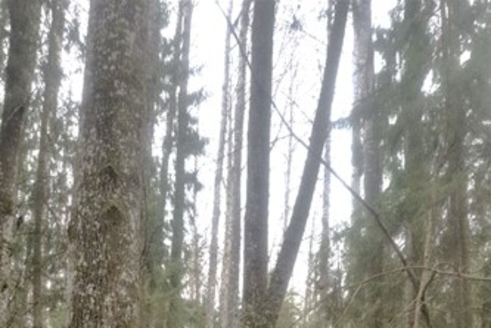 FOTO | Eesti kõrgeim haavapuu on üle 43 meetri pikk