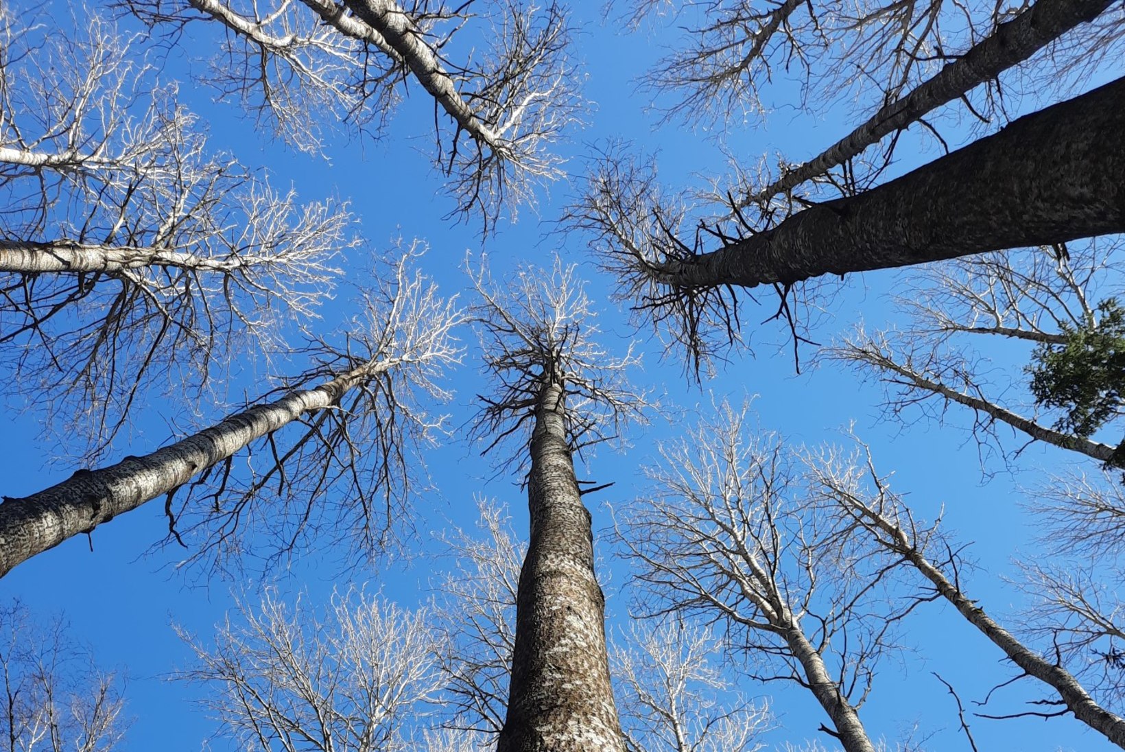 FOTO | Eesti kõrgeim haavapuu on üle 43 meetri pikk