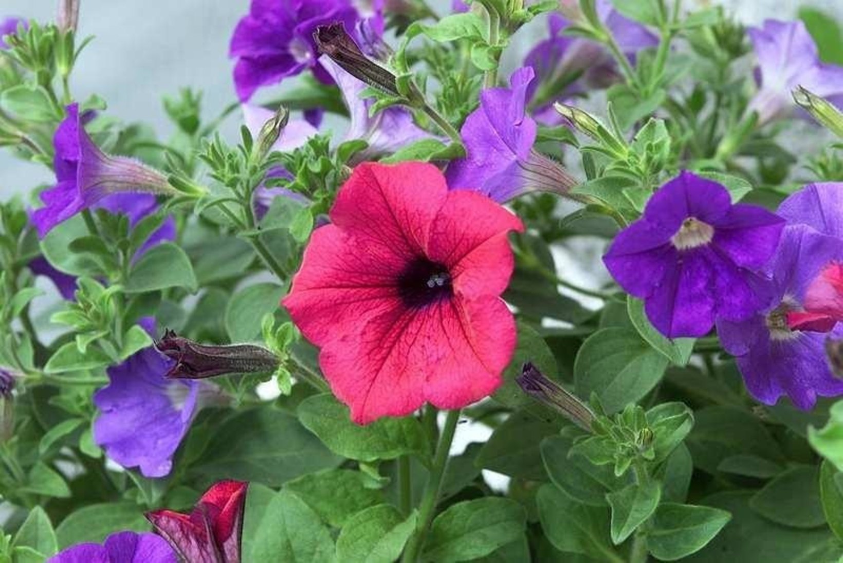 Õitest pakatavad lilleamplid: viis asjalikku amplitaime, milles ei pea pettuma